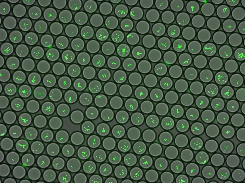 Engineering Biomolecular Nanosystems for Biomedical Research.
