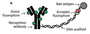 An Antibody-Based Molecular Switch for Continuous Small-Molecule Biosensing