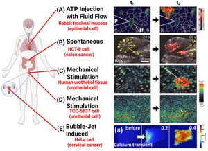 Mechanical Modulation, Physiological Roles, and Imaging Innovations of Intercellular Calcium Waves in Living Systems