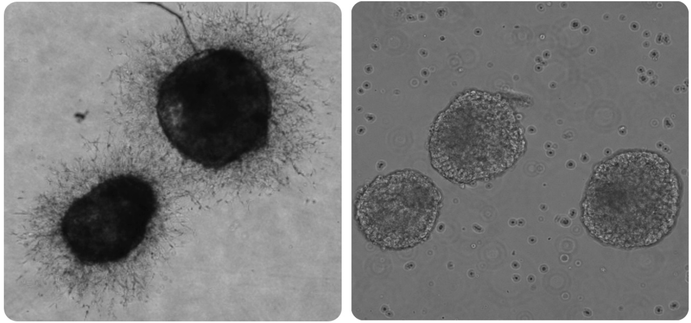 Microphysiological Systems